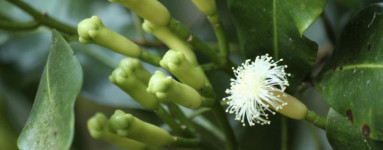 Klinčki (Syzygium aromaticum)