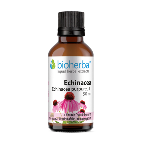 Nalewka z Echinacei.