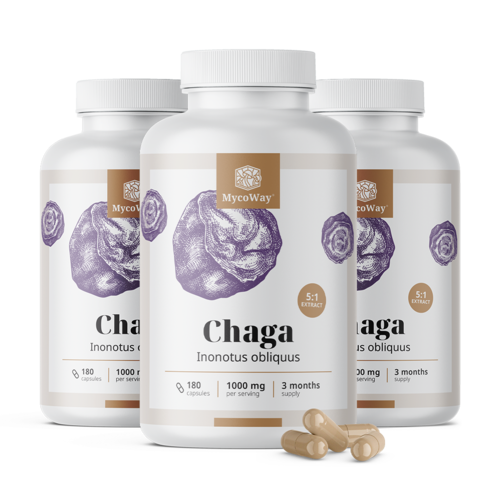 3x Chaga 1000 mg – ekstrakt 5:1, razem 540 kapsułek