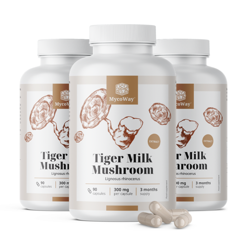 3x Tiger Milk 300 mg - ekstrakt z grzyba Lignosus rhinocerus, razem 270 kapsułek